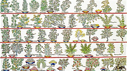 藏藥資源分布、發(fā)展史